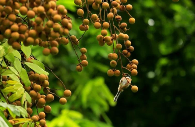 张坝桂圆林景区成为泸州首家省级中医药健康旅游示范基地(图3)