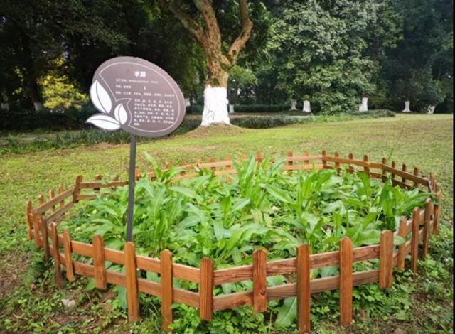 张坝桂圆林景区成为泸州首家省级中医药健康旅游示范基地(图11)