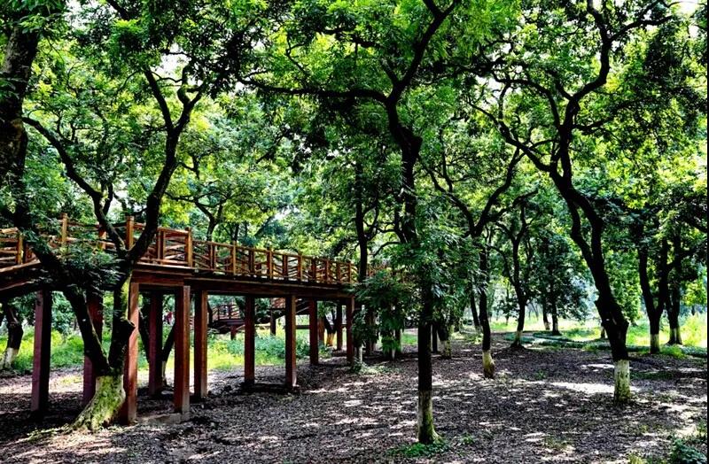 泸州张坝桂圆林景区认定为中医药健康旅游示范基地(图5)