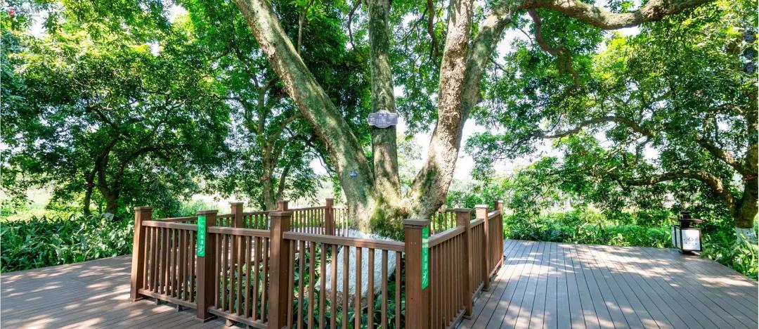 泸州张坝桂圆林景区认定为中医药健康旅游示范基地(图6)