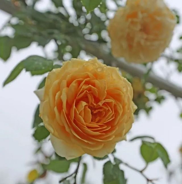 趁着阳光,来纳溪赴一场浪漫追花之旅(图8) nEO_IMG_8.jpg