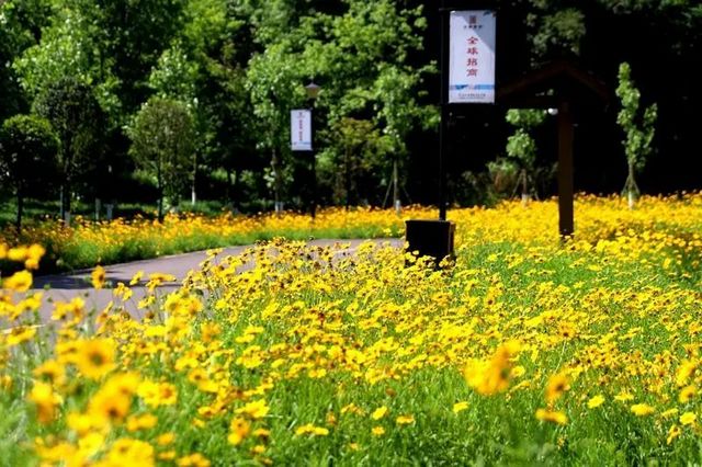 趁着阳光,来纳溪赴一场浪漫追花之旅(图3) nEO_IMG_3.jpg