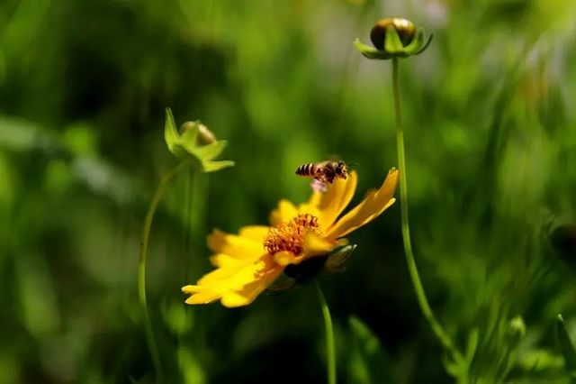 趁着阳光,来纳溪赴一场浪漫追花之旅(图5) nEO_IMG_5.jpg