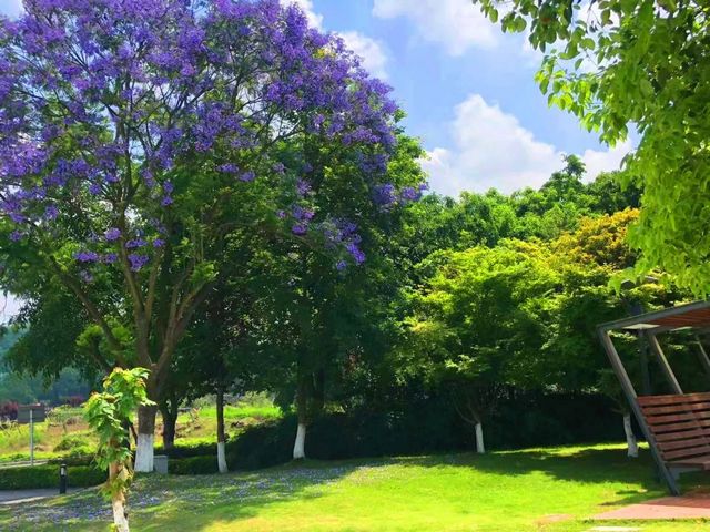 【创建天府旅游名县】紫色浪漫席卷纳溪 共赴蓝花楹之约(图2) nEO_IMG_2.jpg