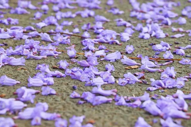 【创建天府旅游名县】紫色浪漫席卷纳溪 共赴蓝花楹之约(图3) nEO_IMG_3.jpg