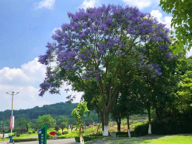 【创建天府旅游名县】紫色浪漫席卷纳溪 共赴蓝花楹之约(图5) nEO_IMG_5.jpg