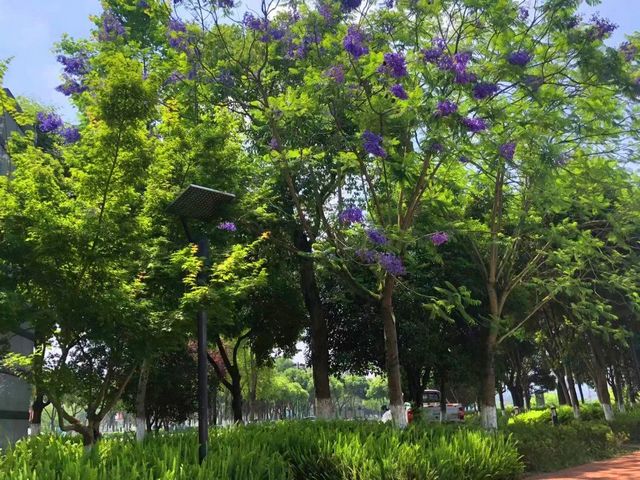 【创建天府旅游名县】紫色浪漫席卷纳溪 共赴蓝花楹之约(图6) nEO_IMG_6.jpg