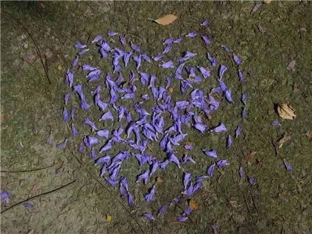 【创建天府旅游名县】紫色浪漫席卷纳溪 共赴蓝花楹之约(图7) nEO_IMG_7.jpg