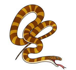 【扩散】蛇出没!合江这家医院有抗蛇毒血清(图3) 3.jpg