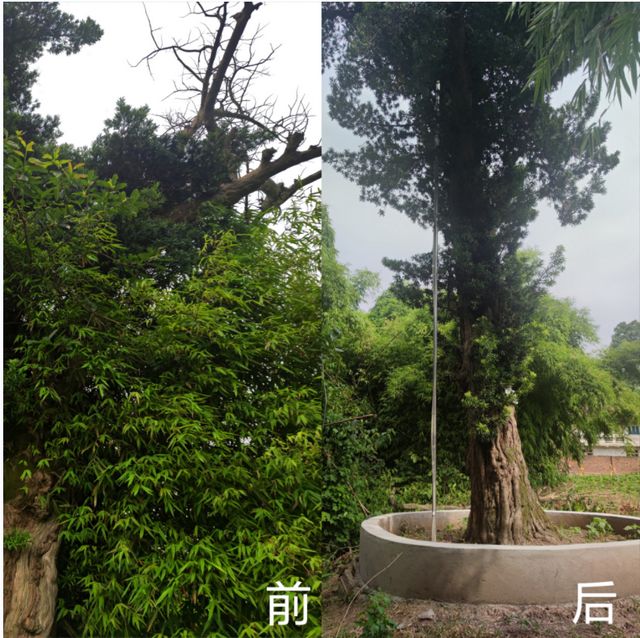 600多岁！自贡这棵老树又“逢春”——