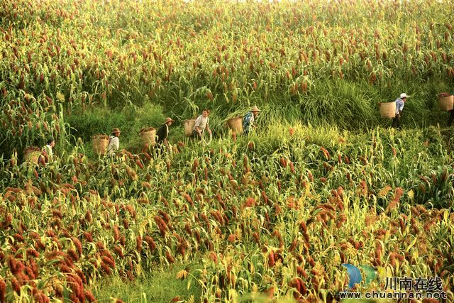 nEO_IMG_二郎镇万亩红高粱基地.jpg