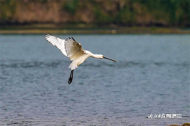 惊艳!“飞鸟美人”白琵鹭现身天内江,这一幕绝美——(图3) nEO_IMG_3.jpg