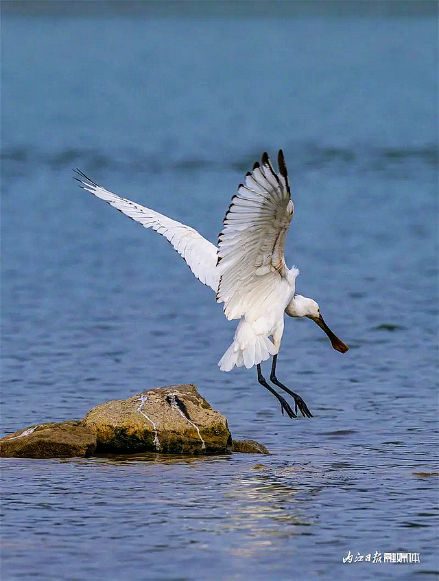 惊艳!“飞鸟美人”白琵鹭现身天内江,这一幕绝美——(图4) nEO_IMG_4.jpg