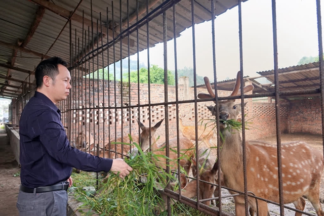 古蔺:依托山区优势,走出一条致富“鹿”(图1) 11.jpg