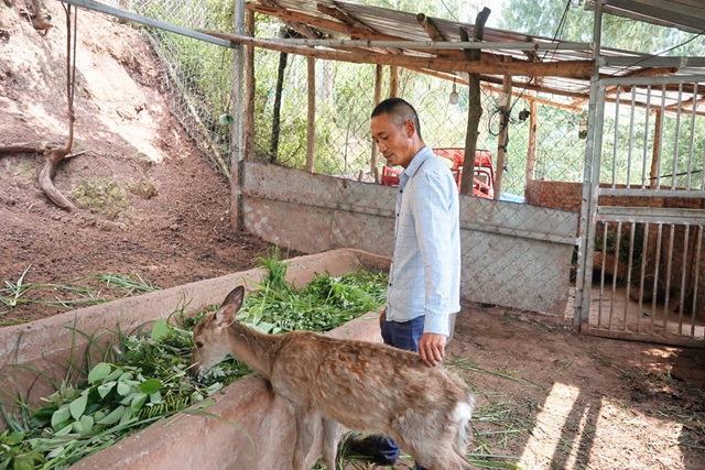 古蔺:依托山区优势,走出一条致富“鹿”(图4) 44.jpg