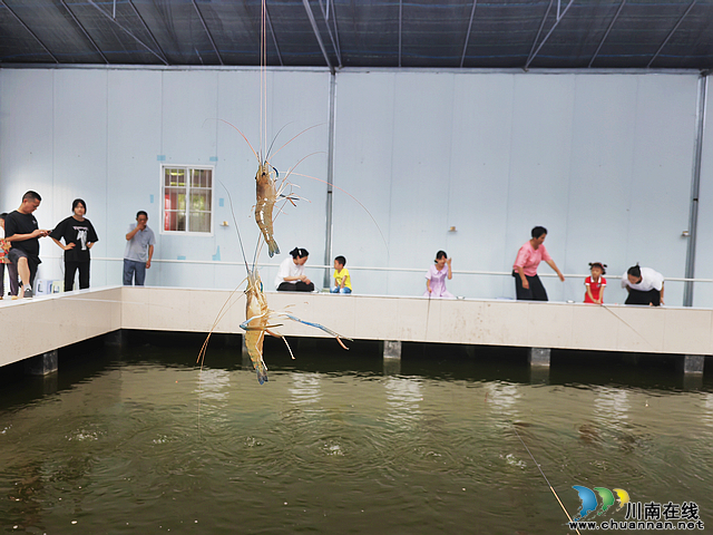 大头虾开钓 泸县方洞镇富华家庭农场与你“虾路相逢”(图4) nEO_IMG_钓到了大头虾(曾佐然摄).jpg