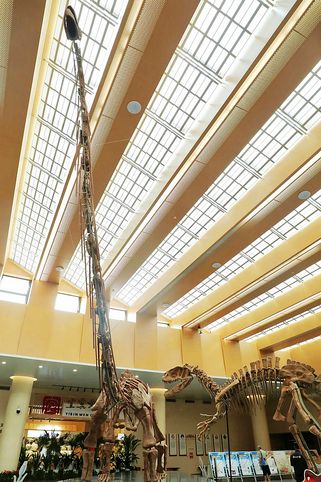 免费观展!71年前在宜宾发现的这只“恐龙”,回宜了!(图2) nEO_IMG_2.jpg