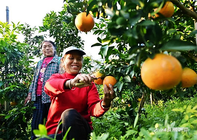 100万斤!内江这个村柑橘大丰收——(图1) nEO_IMG_1.jpg