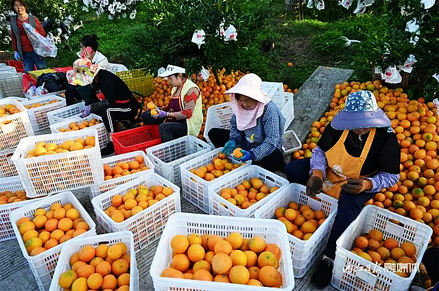 100万斤!内江这个村柑橘大丰收——(图2) nEO_IMG_2.jpg