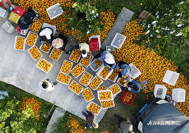 100万斤!内江这个村柑橘大丰收——(图4) nEO_IMG_4.jpg