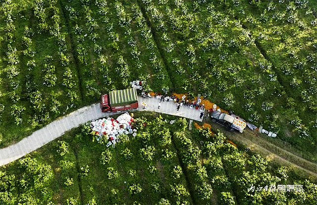 100万斤!内江这个村柑橘大丰收——(图5) nEO_IMG_5.jpg