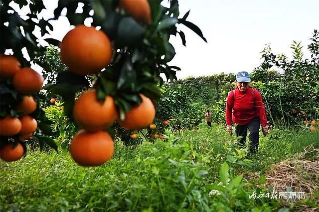 100万斤!内江这个村柑橘大丰收——(图6) nEO_IMG_6.jpg