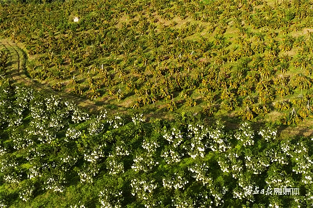 100万斤!内江这个村柑橘大丰收——(图7) nEO_IMG_7.jpg