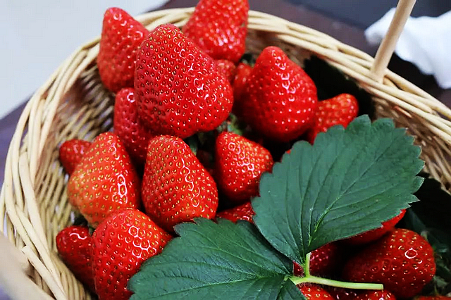 周末去哪里？泸州这里的草莓新鲜出炉！