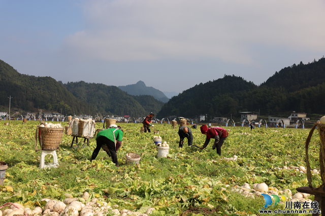 梦里苗乡奏响多元增收“协奏曲”