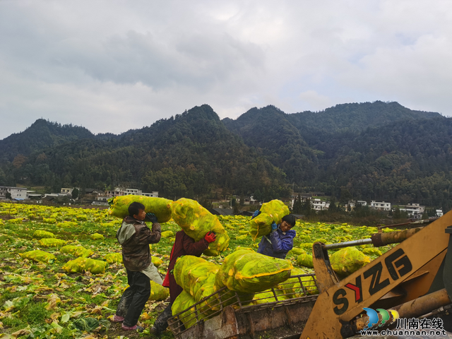 大寨苗族乡的农民正在烟叶产业综合体内收获烟后蔬菜（陈小玲  摄）.jpg